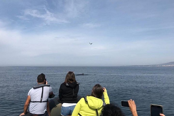 Delfinskådning safari från Lissabon på en RIB-båt med marinbiolog, foto 26 | wizardtrip
