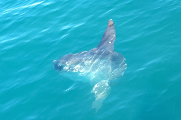Delfinskådning safari från Lissabon på en RIB-båt med marinbiolog, foto 28 | wizardtrip