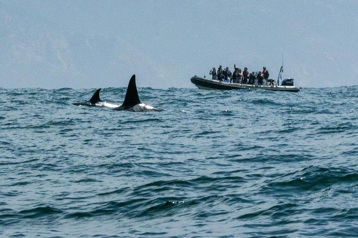 Delfinskådning safari från Lissabon på en RIB-båt med marinbiolog, foto 30 | wizardtrip