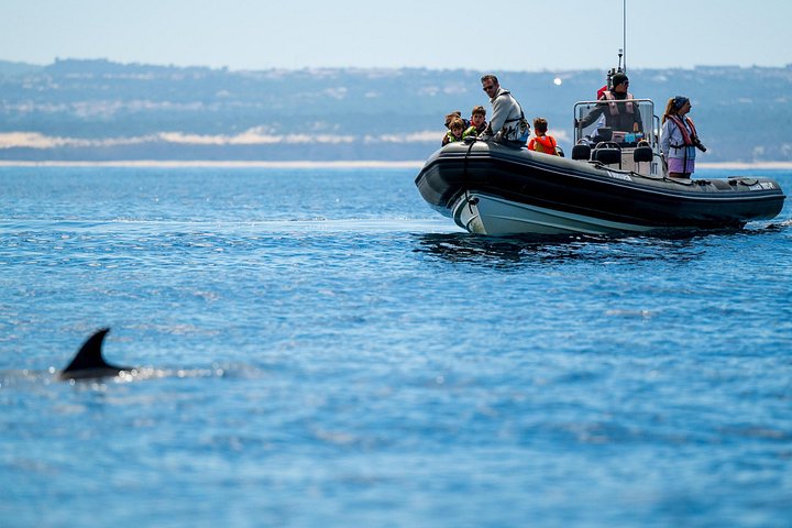 Delfinskådning safari från Lissabon på en RIB-båt med marinbiolog, foto 31 | wizardtrip