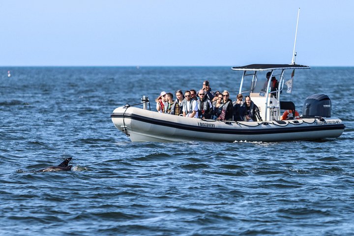 Delfinskådning safari från Lissabon på en RIB-båt med marinbiolog, foto 32 | wizardtrip