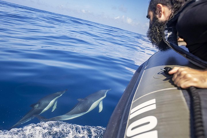 Delfinskådning safari från Lissabon på en RIB-båt med marinbiolog, foto 33 | wizardtrip