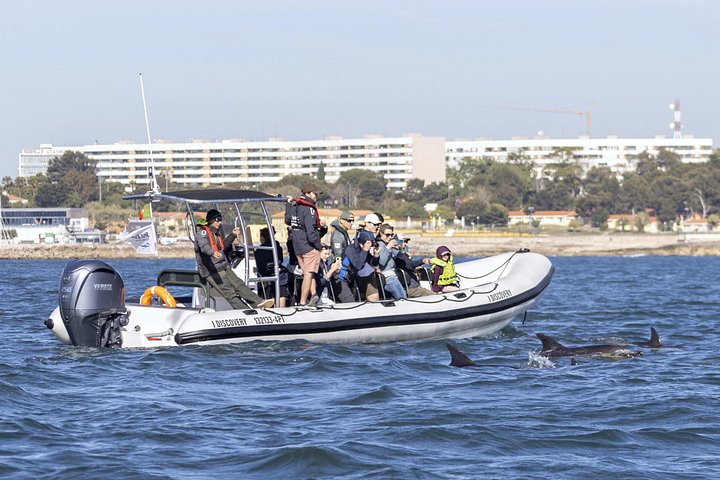 Delfinskådning safari från Lissabon på en RIB-båt med marinbiolog, foto 34 | wizardtrip