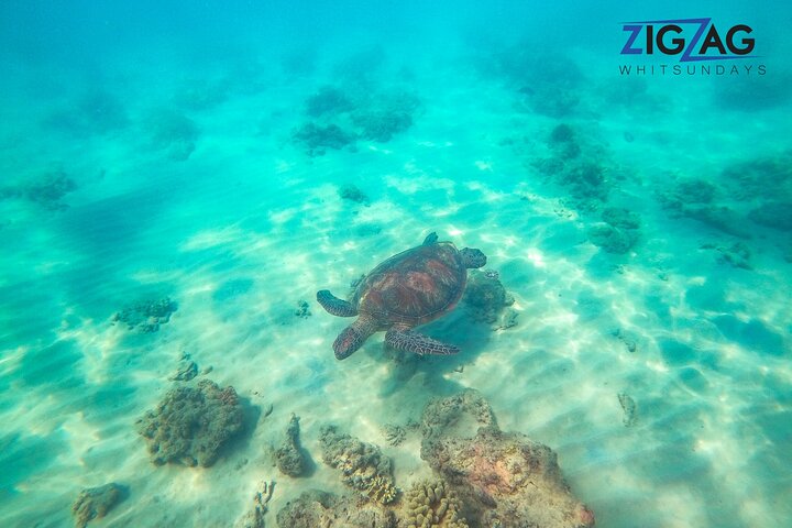 Eco-cruise to Whitehaven Beach and snorkelling in the Whitsundays, Australia, photo 21 | wizardtrip