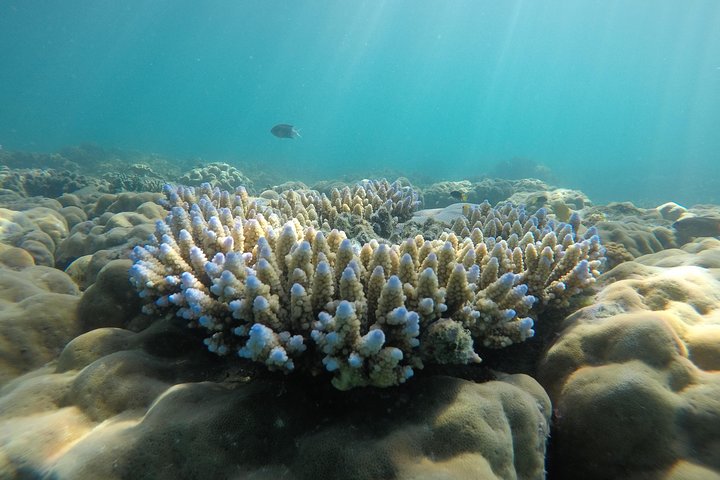 Eco-cruise to Whitehaven Beach and snorkelling in the Whitsundays, Australia, photo 42 | wizardtrip