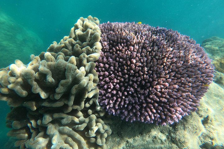 Eco-cruise to Whitehaven Beach and snorkelling in the Whitsundays, Australia, photo 44 | wizardtrip
