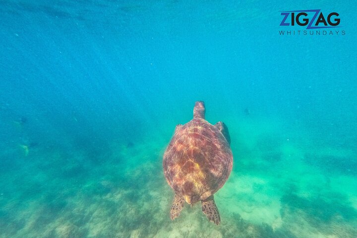 Eco-cruise to Whitehaven Beach and snorkelling in the Whitsundays, Australia, photo 45 | wizardtrip