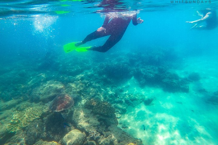 Eco-cruise to Whitehaven Beach and snorkelling in the Whitsundays, Australia, photo 47 | wizardtrip
