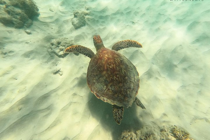 Eco-cruise to Whitehaven Beach and snorkelling in the Whitsundays, Australia, photo 48 | wizardtrip