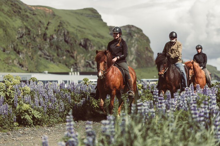 Pferderitt an den schwarzen Sandstränden bei Vík, Island, Foto 8 | wizardtrip