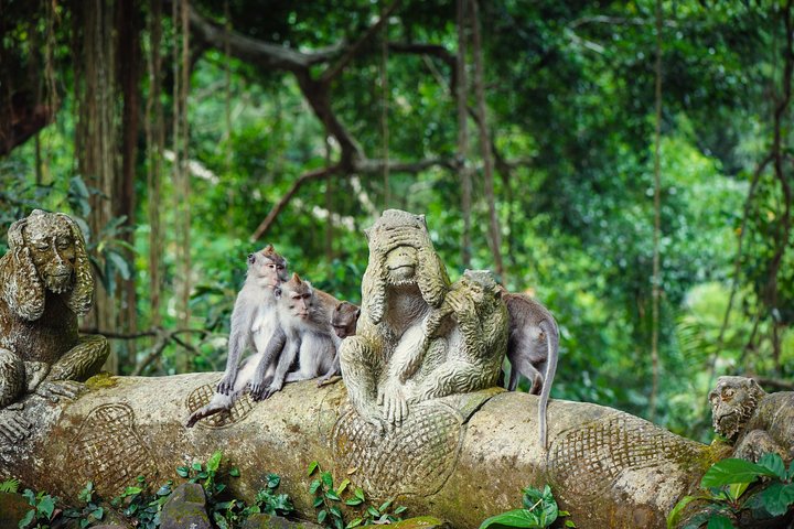 Tour privado explorando os terraços de arroz, cachoeiras, templos e santuário de macacos de Ubud em Bali, foto 14 | wizardtrip