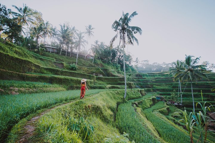 Heldagstur til Ubud, Bali, med jungelsving, risterrasser, templer og fossefall, foto 12 | wizardtrip