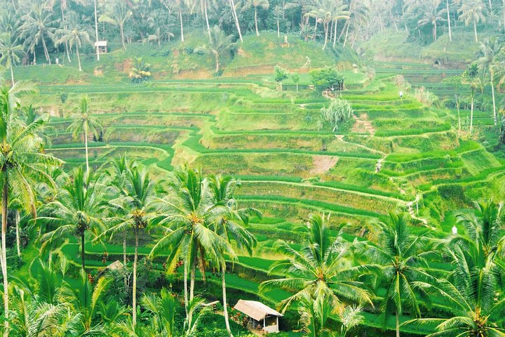 Heldagstur til Ubud, Bali, med jungelsving, risterrasser, templer og fossefall, foto 16 | wizardtrip