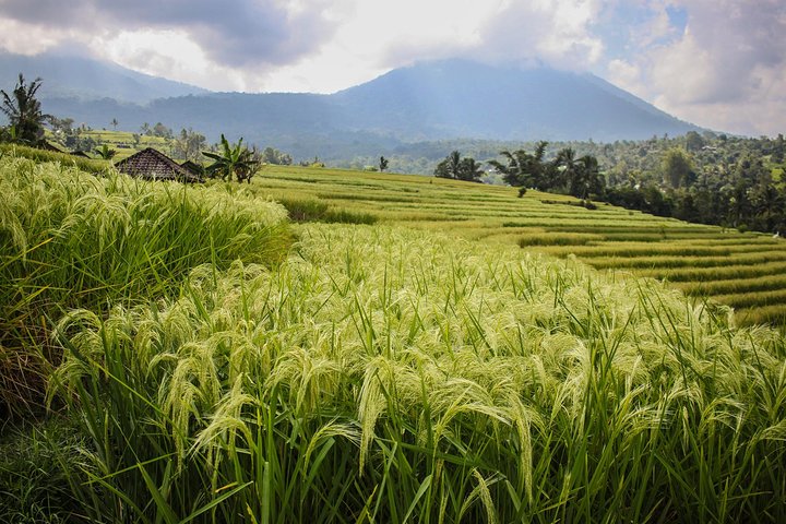 Full-day tour of Bali's water temples, UNESCO rice terraces, and Tanah Lot sunset, photo 14 | wizardtrip