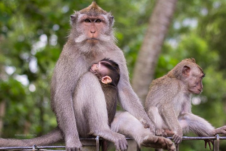 Passeio de ATV emocionante pela selva e campos de arroz de Bali, visitando o Santuário dos Macacos e templos de Ubud, foto 9 | wizardtrip