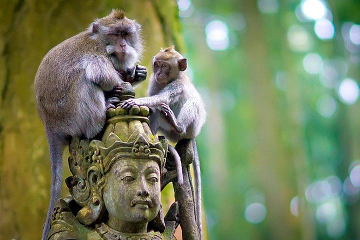 Passeio de ATV emocionante pela selva e campos de arroz de Bali, visitando o Santuário dos Macacos e templos de Ubud, foto 10 | wizardtrip