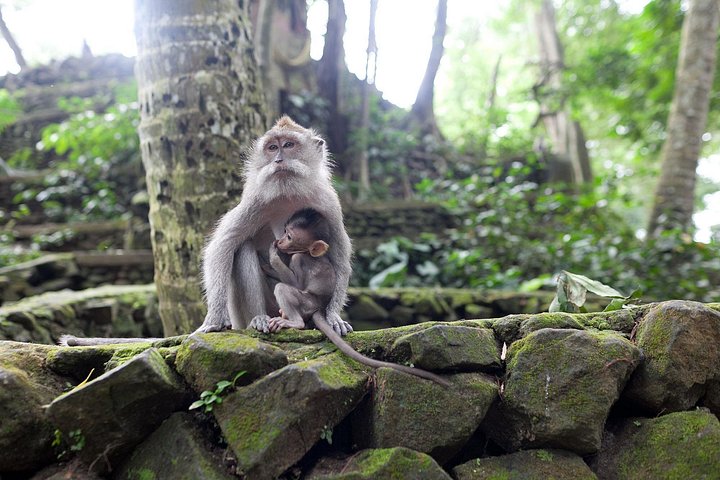 Passeio de ATV emocionante pela selva e campos de arroz de Bali, visitando o Santuário dos Macacos e templos de Ubud, foto 14 | wizardtrip