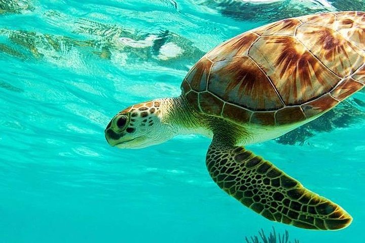 Snorklingsäventyr i det klara vattnet vid Balis Blue Lagoon Beach med livligt marint liv, foto 32 | wizardtrip