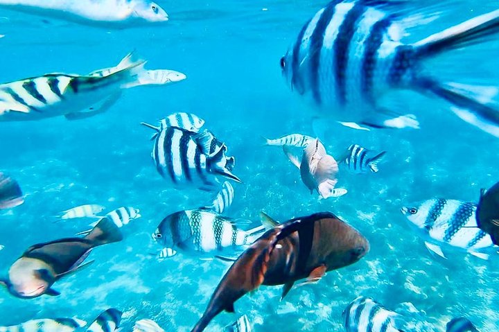 Aventura de snorkel en la playa Blue Lagoon de Bali, explorando arrecifes de coral y vida marina, foto 20 | wizardtrip