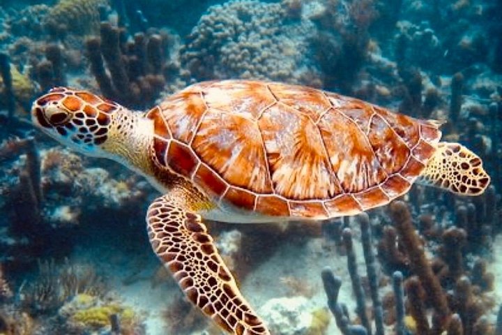 Snorkelavontuur bij Blue Lagoon en bezoeken aan watervallen op Bali, foto 10 | wizardtrip