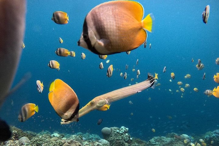 Snorkelavontuur bij Blue Lagoon en bezoeken aan watervallen op Bali, foto 42 | wizardtrip