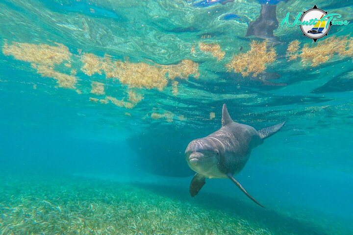 Avventura di snorkeling nella Riserva Marina di Hol Chan, Belize, con vita marina diversificata e barriere coralline, foto 6 | wizardtrip
