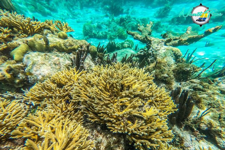 Avventura di snorkeling nella Riserva Marina di Hol Chan, Belize, con vita marina diversificata e barriere coralline, foto 7 | wizardtrip