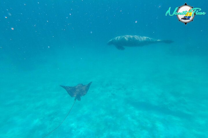Avventura di snorkeling nella Riserva Marina di Hol Chan, Belize, con vita marina diversificata e barriere coralline, foto 8 | wizardtrip