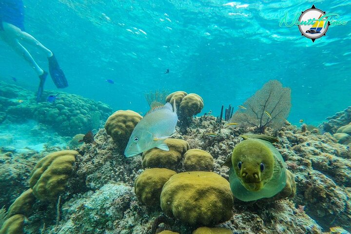 Avventura di snorkeling nella Riserva Marina di Hol Chan, Belize, con vita marina diversificata e barriere coralline, foto 9 | wizardtrip