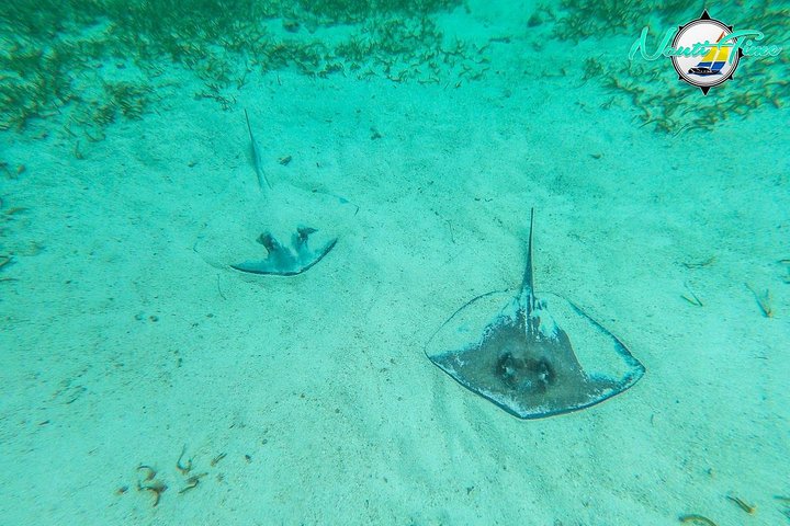 Avventura di snorkeling nella Riserva Marina di Hol Chan, Belize, con vita marina diversificata e barriere coralline, foto 10 | wizardtrip