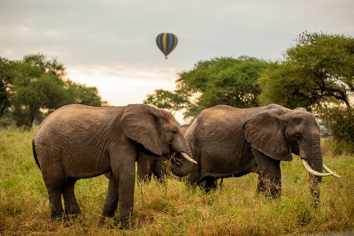 Heißluftballon-Safari über den Serengeti-Nationalpark, Tansania, mit Tierbeobachtung und Buschfrühstück, Foto 19 | wizardtrip