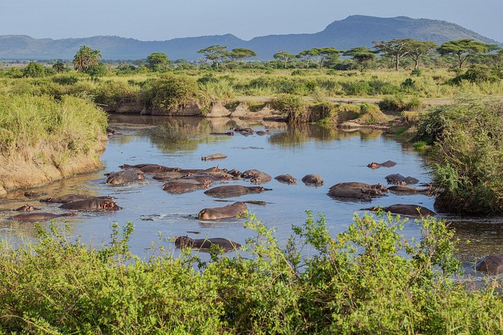 Heißluftballon-Safari über den Serengeti-Nationalpark, Tansania, mit Tierbeobachtung und Buschfrühstück, Foto 23 | wizardtrip