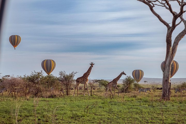 Heißluftballon-Safari über den Serengeti-Nationalpark, Tansania, mit Tierbeobachtung und Buschfrühstück, Foto 27 | wizardtrip