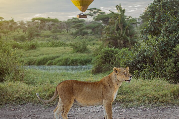Heißluftballon-Safari über den Serengeti-Nationalpark, Tansania, mit Tierbeobachtung und Buschfrühstück, Foto 29 | wizardtrip