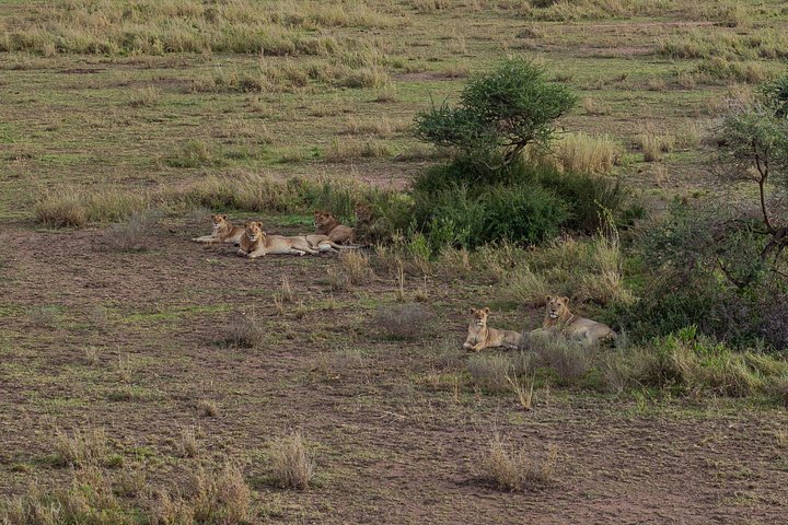 Heißluftballon-Safari über den Serengeti-Nationalpark, Tansania, mit Tierbeobachtung und Buschfrühstück, Foto 30 | wizardtrip