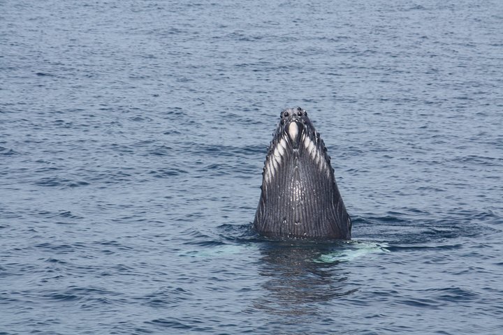 Rencontre avec les Baleines Puerto Vallarta | wizardtrip