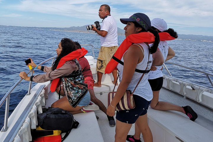 Upplev ett intimt valmöte i Puerto Vallartas Bandera-bukten med experthandledare, foto 6 | wizardtrip