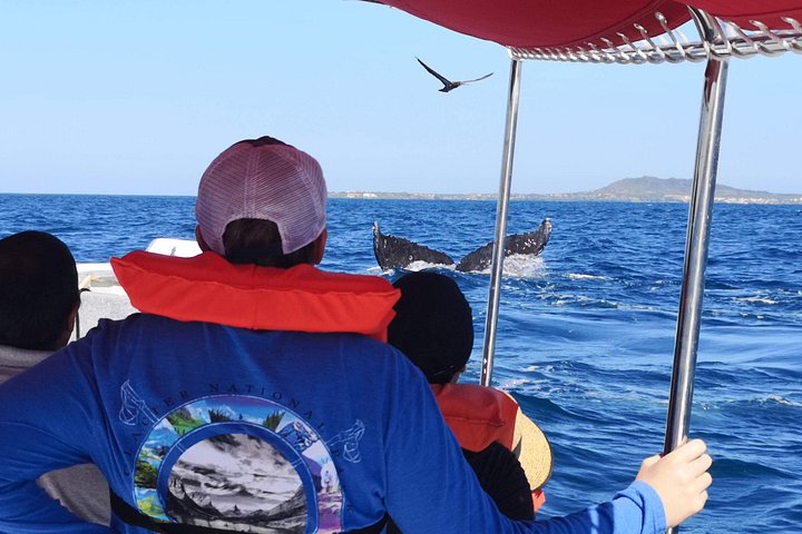 Upplev ett intimt valmöte i Puerto Vallartas Bandera-bukten med experthandledare, foto 14 | wizardtrip