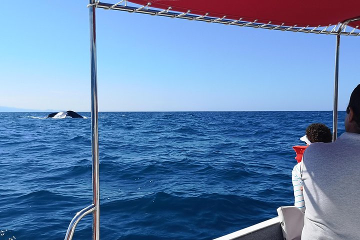 Upplev ett intimt valmöte i Puerto Vallartas Bandera-bukten med experthandledare, foto 18 | wizardtrip