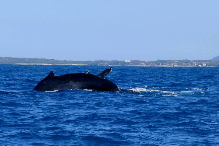 Upplev ett intimt valmöte i Puerto Vallartas Bandera-bukten med experthandledare, foto 24 | wizardtrip