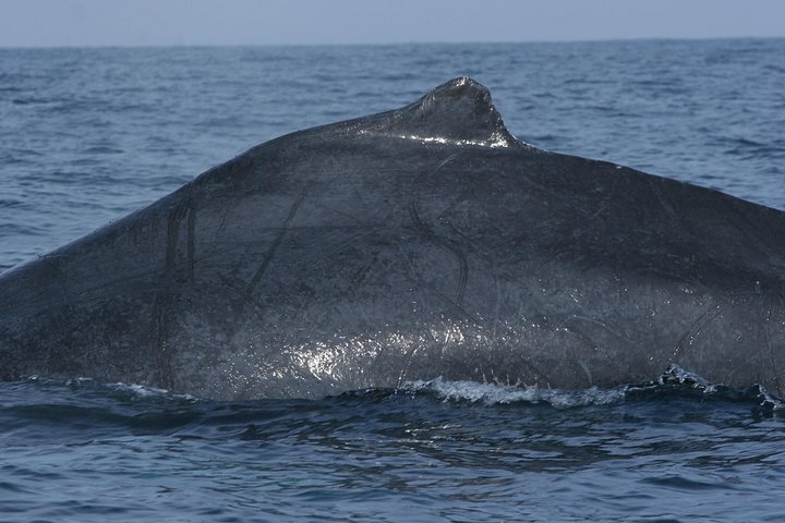 Upplev ett intimt valmöte i Puerto Vallartas Bandera-bukten med experthandledare, foto 34 | wizardtrip
