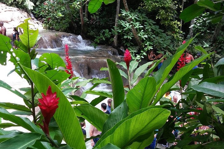 Opplev Jamaicas fantastiske naturskjønnhet med en dagstur til Dunn's River Falls og Blue Hole fra Montego Bay, foto 27 | wizardtrip