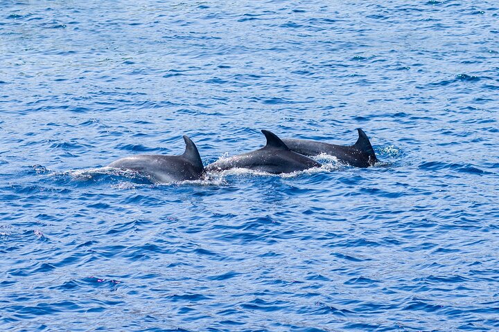 Full day boat cruise to 3 islands from Kos, with swimming, snorkeling and lunch, photo 14 | wizardtrip