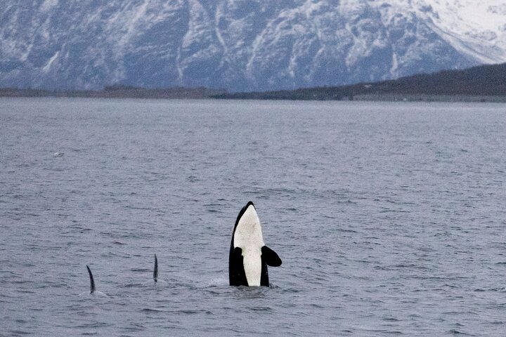 Walvissen spotten per fluisterboot vanuit Tromsø | wizardtrip