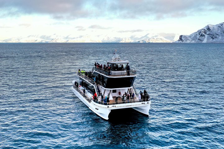 Walvissen spotten vanuit Tromsø per fluisterboot in de Arctische fjorden, foto 6 | wizardtrip