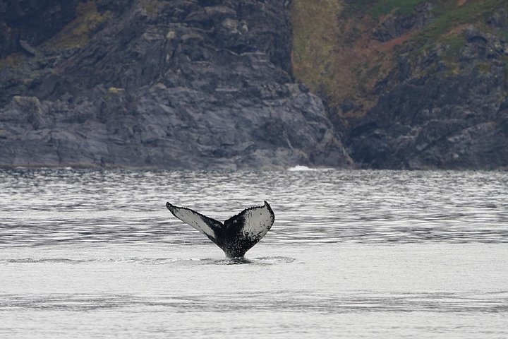 Walvissen spotten vanuit Tromsø per fluisterboot in de Arctische fjorden, foto 8 | wizardtrip