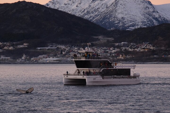 Walvissen spotten vanuit Tromsø per fluisterboot in de Arctische fjorden, foto 9 | wizardtrip