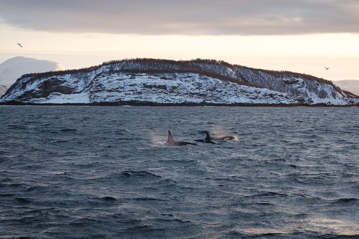 Walvissen spotten vanuit Tromsø per fluisterboot in de Arctische fjorden, foto 10 | wizardtrip