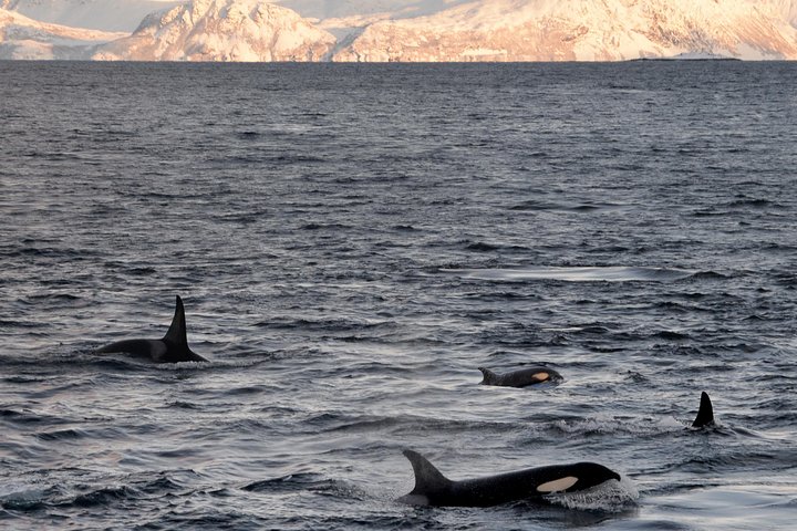 Walvissen spotten vanuit Tromsø per fluisterboot in de Arctische fjorden, foto 12 | wizardtrip