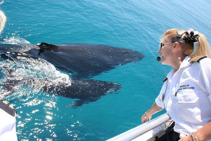 Brisbane Whale Watching Cruise from Redcliffe or Brisbane City | wizardtrip